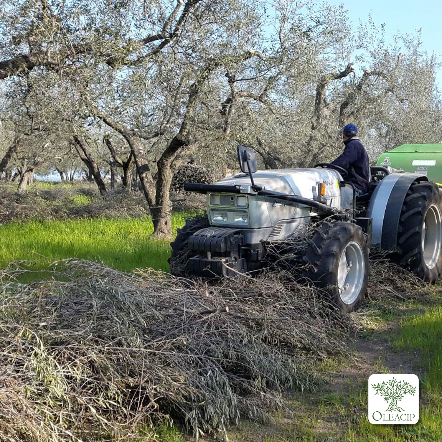 preparazione filari di potatura